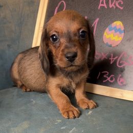 Pumbaa - Wild boar female Dachshund puppy in Livingston, Kentucky from Illyria Dox & GSD