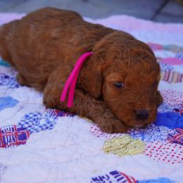 Belle - Red  female Goldendoodle puppy in Lancaster, Pennsylvania from Henriquez Puppies