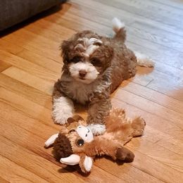 Koda - Brown and white male Aussiedoodle puppy in Lenoir, North Carolina from Brittany's Brats