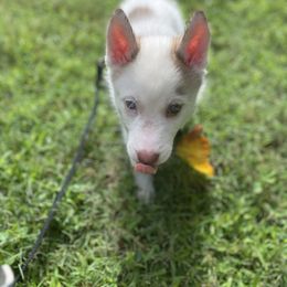 Siberian Husky Puppies from Vixen Siberians