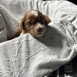 Po-boy - Red male Cavapoo puppy in Picayune, Mississippi from JEN's Poodles