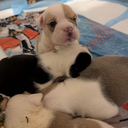 Bulldog Puppies from Hayzlett Family English Bulldogs