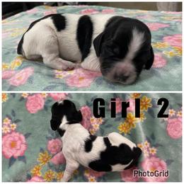 Girl 2 - Black and white female English Springer Spaniel puppy in Freeland, Michigan from McNally's Springer Spaniels