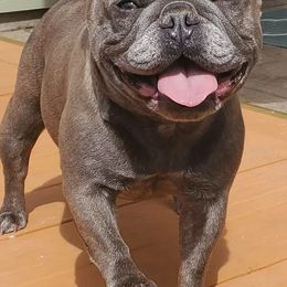 French Bulldogs from French Kiss Connection