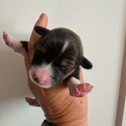 ET - Sable male Pembroke Welsh Corgi puppy in Benjamin, Utah from Nuna’s  Corgis