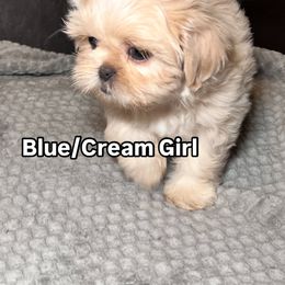 Shih Tzu Puppies from Willow’s Wonderful Shih Tzu