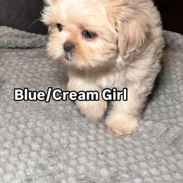 Shih Tzu Puppies from Willow’s Wonderful Shih Tzu