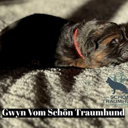 Gwyn - Black and red female German Shepherd puppy in Garland, Maine from Vom Schön Traumhund