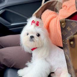Maltese puppies from Made to Love Maltese LLC