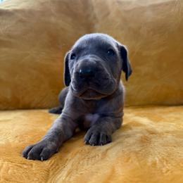 Blossom - Blue female Great Dane puppy in Jerusalem, Arkansas from Mara Danes