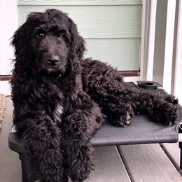 Labradoodle Puppies from Blackberry Hill Doodles