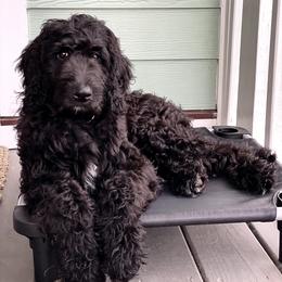Labradoodle Puppies from Blackberry Hill Doodles