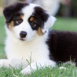 Melody - Black tri-color female Australian Shepherd puppy in Stephenville, Texas from Diamond H Aussies