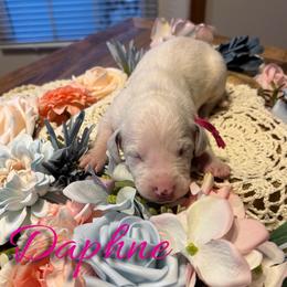 Daphne - White and liver brown female Dalmatian puppy in Mount Vernon, Missouri from Spots & Spirals