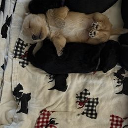 Scottish Terrier Puppies from Santas Scotties