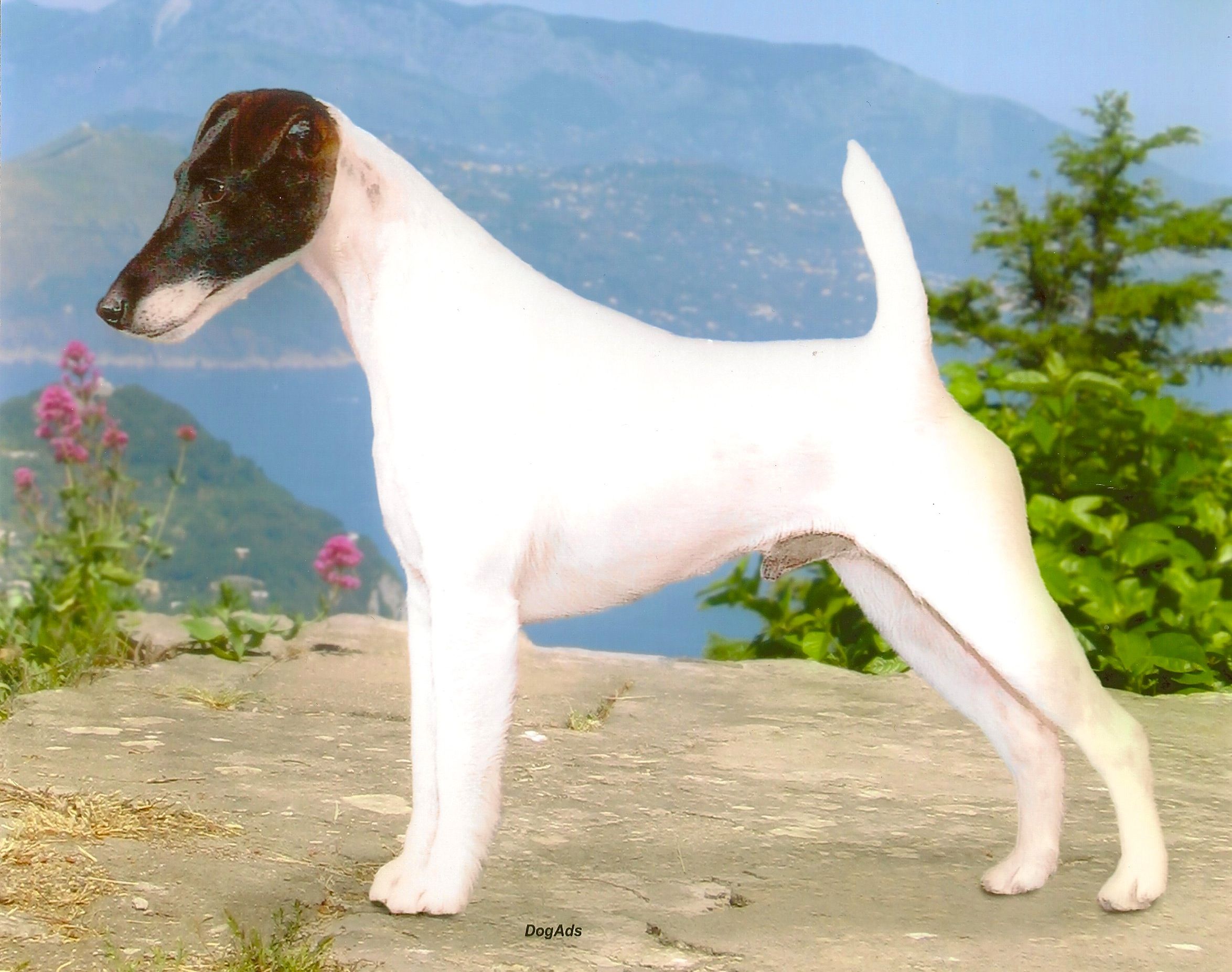 High mountain fashion smooth fox terriers