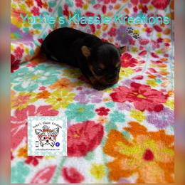 Addy - Black and tan female Yorkshire Terrier puppy in Dierks, Arkansas from Yorkie’s Klassie Kreations