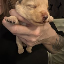 Green - Wheaten male Scottish Terrier puppy in Lubbock, Texas from RocketST