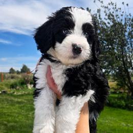 Woody - Black and white male Sheepadoodle puppy in Ashton, Idaho from Kerr Kanine Ranch