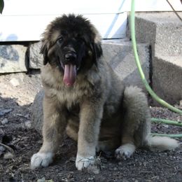 Betty - Agouti and white Caucasian Shepherd Dog puppy in Evans, Washington from Guardian Kennels