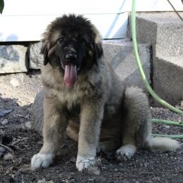 Betty - Agouti and white Caucasian Shepherd Dog puppy in Evans, Washington from Guardian Kennels