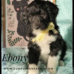 Aussiedoodle and Australian Shepherd Puppies from Dunroamin Farms Australian Shepherds and Aussiedoodles