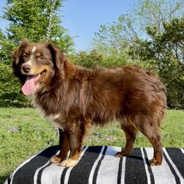 Roscoe - Miniature Australian Shepherd