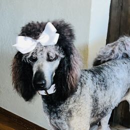 Sadie - Poodle