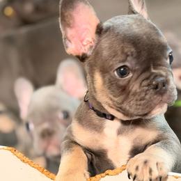 Lorenzo - Tricolors male French Bulldog puppy in Lynnwood, Washington from Pawsitive Frenchies
