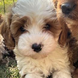 Butter - Blenheim female Cavapoo puppy in Acworth, Georgia from Cumberland Cavaliers