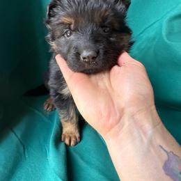 Pale pink female - Black and tan female German Shepherd puppy in Jennings, Kansas from Lost Creek German Shepherds LLC