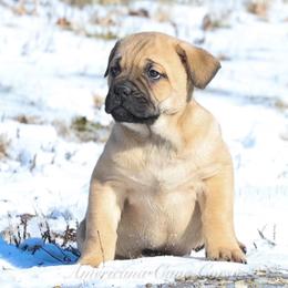 Onyx - Fawn female Cane Corso puppy in Cable, Ohio from Americana Cane Corso