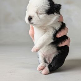 Tiny Panda pup - Black female Pug puppy in Fall Creek, Wisconsin from Heartville Pugs