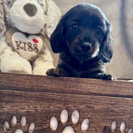 Daphne - Brindle female Dachshund puppy in Franklin, Tennessee from Wendy's Weenies