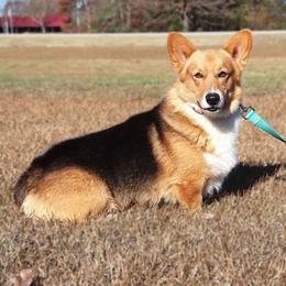 Copper - Pembroke Welsh Corgi