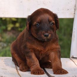 Poppy - Red female Whoodle puppy in West Bend, Iowa from Blue Skies Terriers