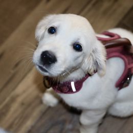 Dachshund and Golden Retriever Puppies from Mount Calm Golden Retrievers
