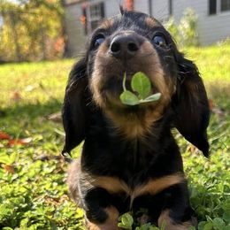 Dachshunds from Emily’s Dachshund Puppies