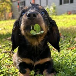 Dachshunds from Emily’s Dachshund Puppies
