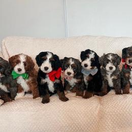 Bernedoodle puppies from Berne n Doodles