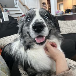 Cash - Australian Shepherd
