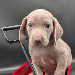 Dolly - Gray female Weimaraner puppy in Evart, Michigan from Drehbar Weimaraners