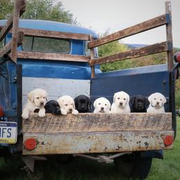 Boy 2 - Yellow male Labrador Retriever puppy in Jonestown, Pennsylvania from Swatara Creek Labradors LLC