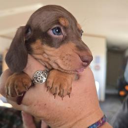 Boy 2 - Chocolate and tan male Dachshund puppy in Great Falls, Montana from Green Dragon Kennel