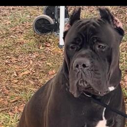 Primo - Cane Corso