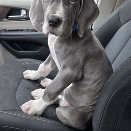 Carrie White - Great Dane puppy from Stark Danes