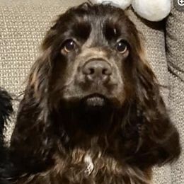 Cockapoos, Cocker Spaniels, and Labradoodles from On The Farm Doodles