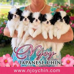 Yuna - Japanese Chin
