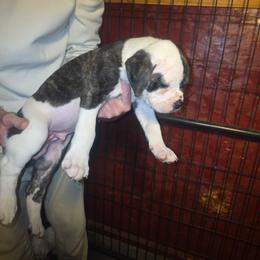Buzz - White and black male American Bulldog puppy in La Porte, Indiana from Slayton's American Bulldogs
