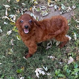 Lillian - Apricot female Goldendoodle puppy in Centralia, Missouri from Oodles Of Doodles Mo.